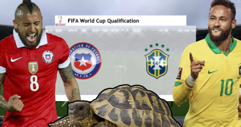 Thần rùa tiên tri dự đoán Chile vs Brazil | Vòng loại World Cup 2022 | 08h00 ngày 3/9/2021