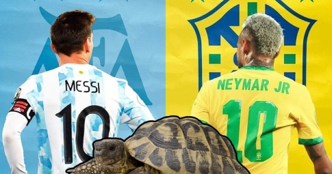 Thần rùa tiên tri dự đoán Argentina vs Brazil | Vòng loại World Cup | 06h30 ngày 17/11/2021