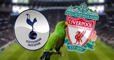 Thần vẹt tiên tri dự đoán Tottenham vs Liverpool | Ngoại hạng Anh | 23h30 ngày 19/12/2021