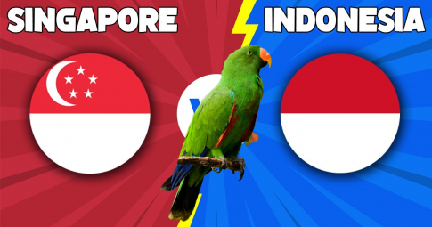 Thần vẹt tiên tri dự đoán Indonesia vs Singapore | AFF Cup | 19h30 ngày 25/12/2021