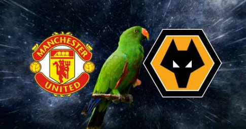 Thần vẹt tiên tri dự đoán Man United vs Wolverhampton | Ngoại hạng Anh | 00h30 ngày 4/1/2021