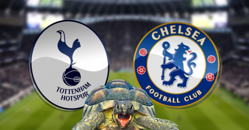 Thần rùa tiên tri dự đoán Chelsea vs Tottenham | 2021–22 EFL Cup | 2h45 ngày 6/1/2022