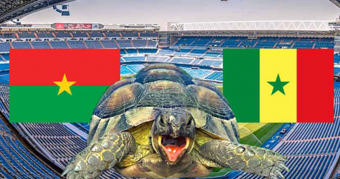 Thần rùa tiên tri dự đoán Burkina Faso vs Senegal | Cúp Châu Phi | 2h00 ngày 3/2/2022