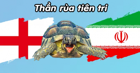 Thần rùa tiên tri dự đoán Anh vs Iran | World Cup 2022 | 20h00 ngày 21/11/2022