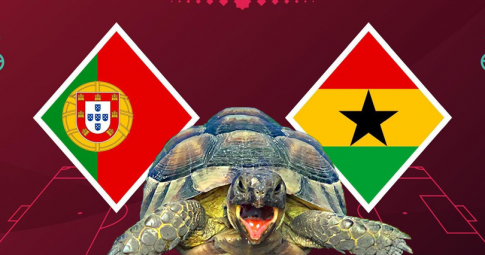 Thần rùa tiên tri dự đoán Bồ Đào Nha vs Ghana | World Cup 2022 | 23h00 ngày 24/11/2022