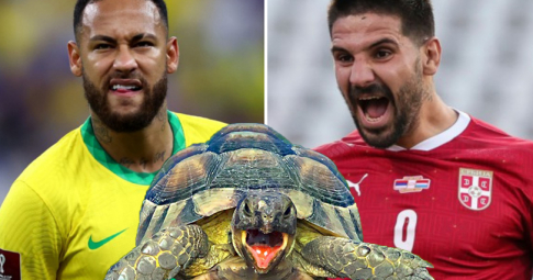Thần rùa tiên tri dự đoán Brazil vs Serbia | World Cup 2022 | 02h00 ngày 25/11/2022