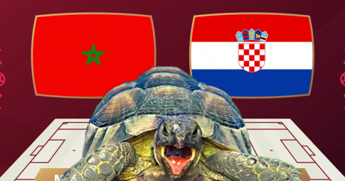Thần rùa tiên tri dự đoán Morocco vs Croatia | World Cup 2022 | 17h00 ngày 23/11/2022