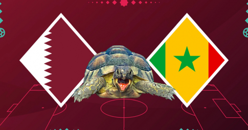 Thần rùa tiên tri dự đoán Qatar vs Senegal | World Cup 2022 | 22h00 ngày 29/11/2022