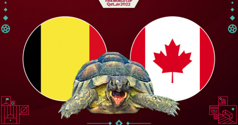 Thần rùa tiên tri dự đoán Bỉ vs Canada | World Cup 2022 | 02h00 ngày 24/11/2022