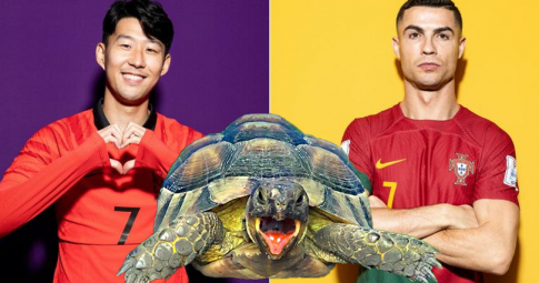 Thần rùa tiên tri dự đoán Hàn Quốc vs Bồ Đào Nha | World Cup 2022 | 22h00 ngày 02/12/2022