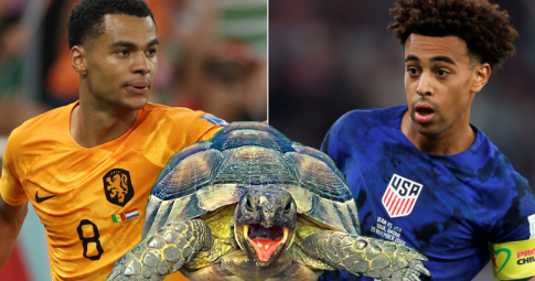 Thần rùa tiên tri dự đoán Hà Lan vs Mỹ | Vòng 1/8 World Cup 2022 | 22h00 ngày 03/12/2022
