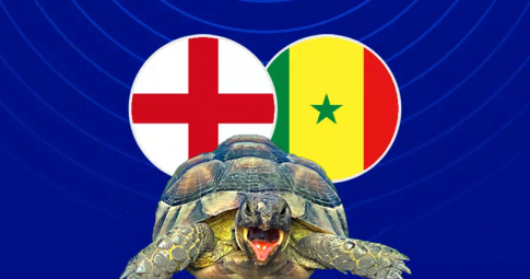 Thần rùa tiên tri dự đoán Anh vs Senegal | Vòng 1/8 World Cup 2022 | 02h00 ngày 05/12/2022