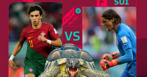 Thần rùa tiên tri dự đoán Bồ Đào Nha vs Thụy Sĩ | Vòng 1/8 World Cup 2022 | 02h00 ngày 07/12/2022