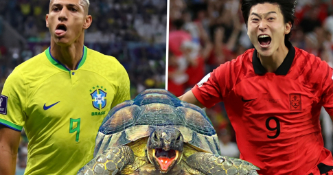 Thần rùa tiên tri dự đoán Brazil vs Hàn Quốc | Vòng 1/8 World Cup 2022 | 02h00 ngày 06/12/2022