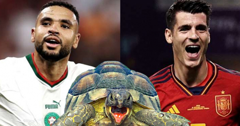 Thần rùa tiên tri dự đoán Morocco vs Tây Ban Nha | Vòng 1/8 World Cup 2022 | 22h00 ngày 06/12/2022