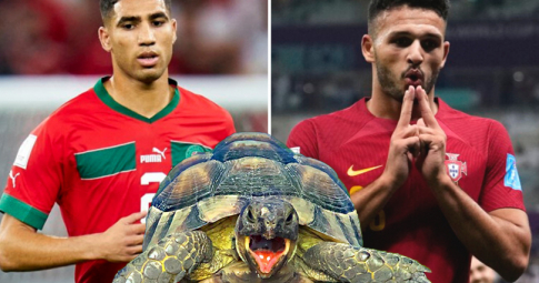 Thần rùa tiên tri dự đoán Morocco vs Bồ Đào Nha | Tứ kết World Cup 2022 | 22h00 ngày 10/12/2022