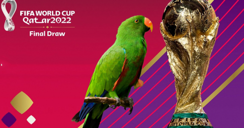 Thần vẹt tiên tri dự đoán 4 đội vào bán kết World Cup 2022