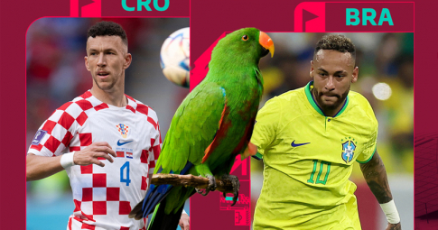 Thần vẹt tiên tri dự đoán Croatia vs Brazil | Tứ kết World Cup 2022 | 02h00 ngày 11/12/2022
