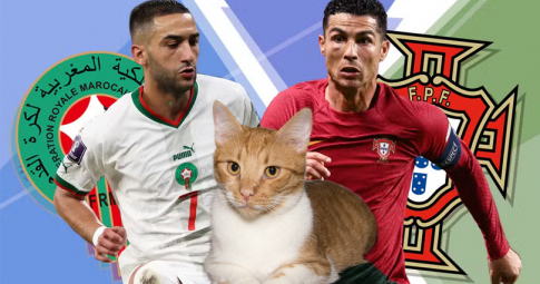 Thần mèo tiên tri dự đoán Morocco vs Bồ Đào Nha | Tứ kết World Cup 2022 | 22h00 ngày 10/12/2022