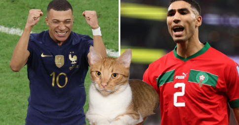 Thần mèo tiên tri dự đoán Pháp Vs Morocco | Bán Kết World Cup 2022 | 02h00 ngày 15/12/2022