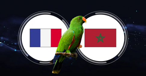 Thần vẹt tiên tri dự đoán Pháp vs Morocco | Bán kết World Cup 2022 | 02h00 ngày 15/12/2022