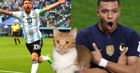Thần mèo tiên tri dự đoán Argentina vs Pháp | Chung kết World Cup 2022 | 22h00 ngày 18/12/2022
