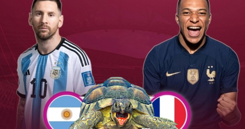 Thần rùa tiên tri dự đoán Argentina vs Pháp | Chung kết World Cup 2022 | 22h00 ngày 18/12/2022